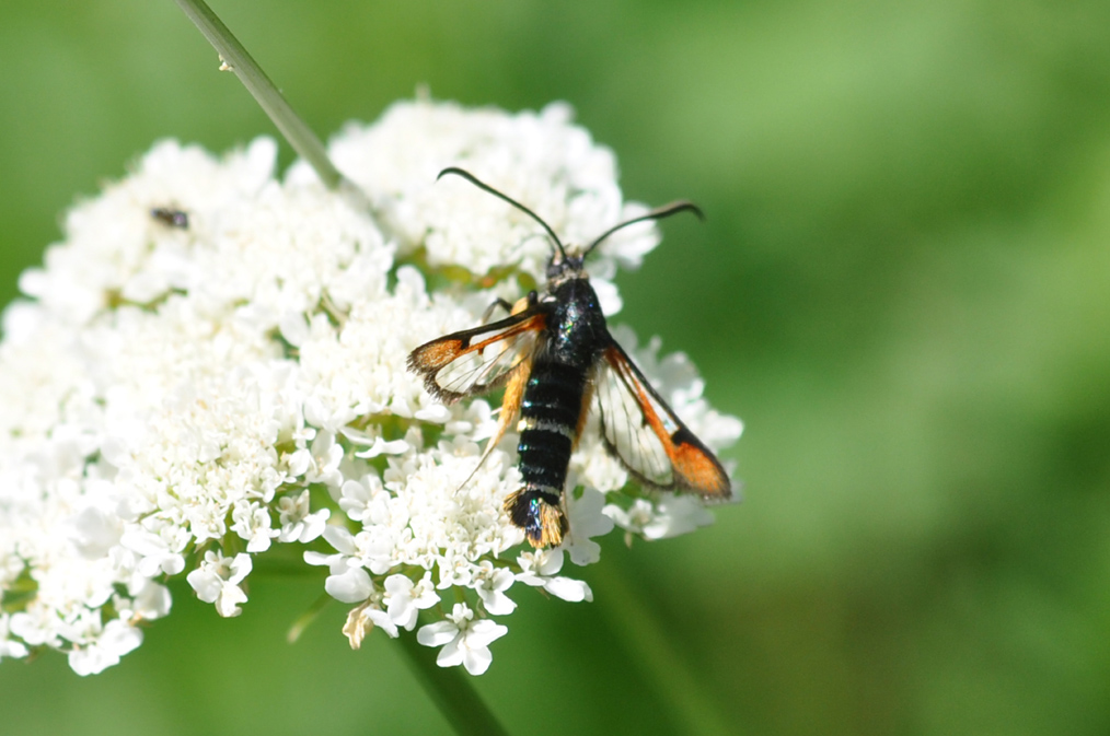 Altra Sisiidae da ID